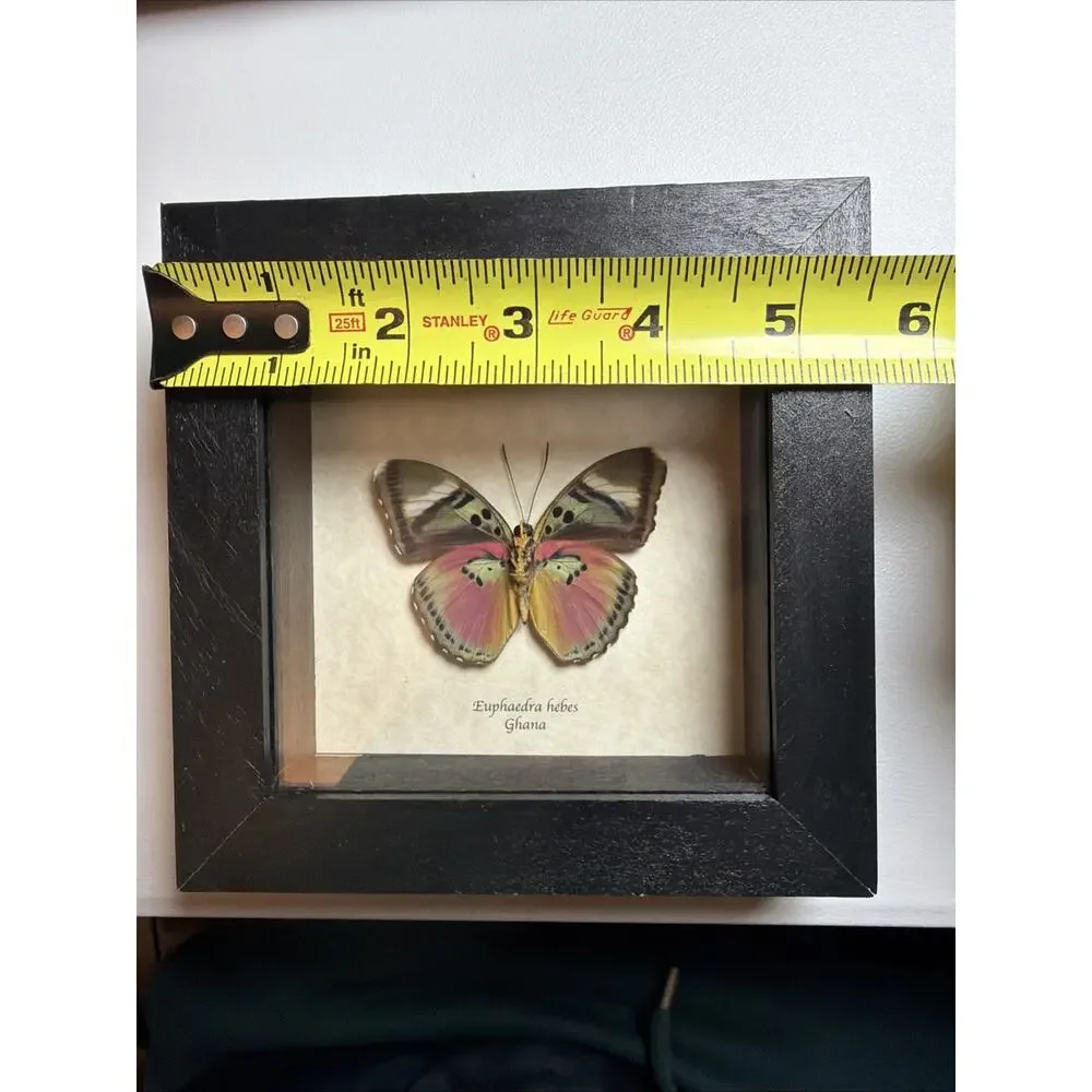 Real African Butterfly Euphaedra xypete Pink Forester Framed Taxidermy Display